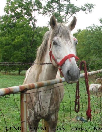 FOUND EQUINE Grey Horse, Near Greensburg, IN, 47240